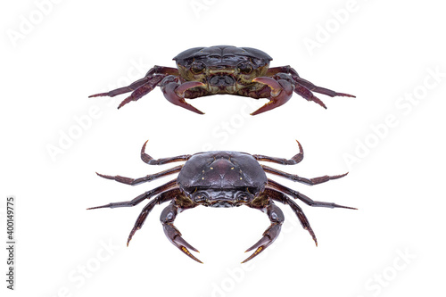 Set of Ricefield crab isolated on white background with clipping path.