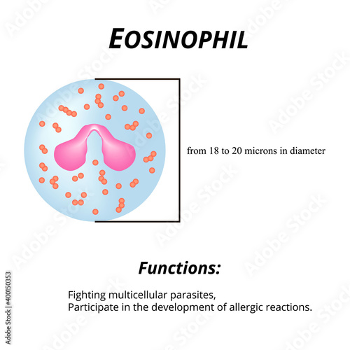 Eosinophils are a blood cell. Eosinophil functions. Vector illustration on isolated background