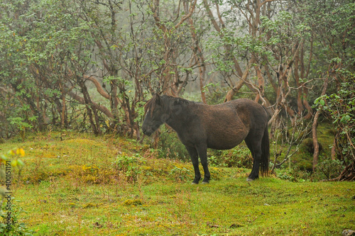 A black and brown pony in the forest