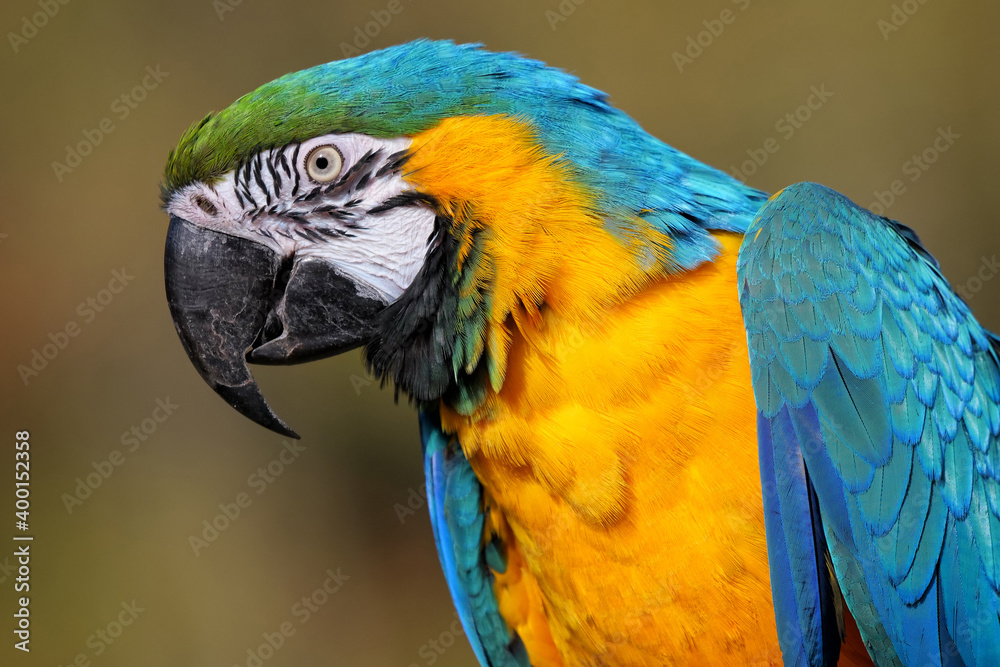 Gelbbrustara als Papagei mit Gefieder in blau und gelb, Ara ararauna