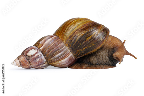 big brown snail goes away and looks to the camera isolated on white background. Close-up view 