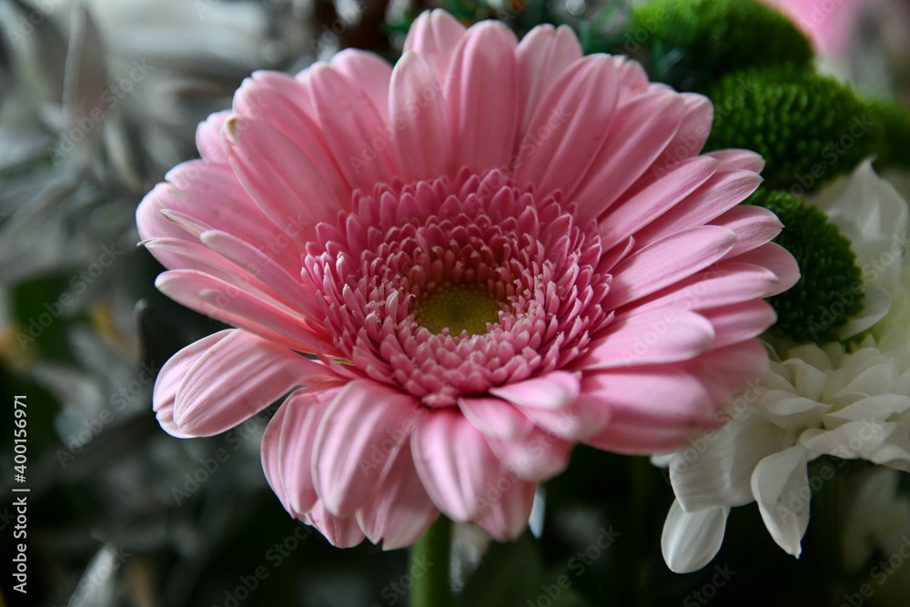 Fototapeta premium Fleur