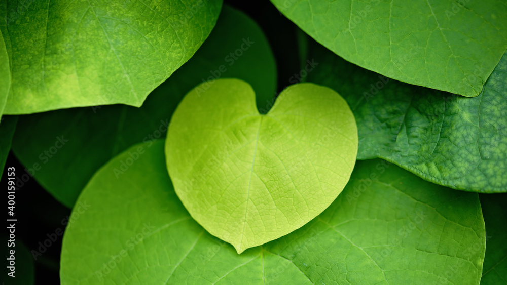 green heart shaped leaves of vine plant. Romantic background with green