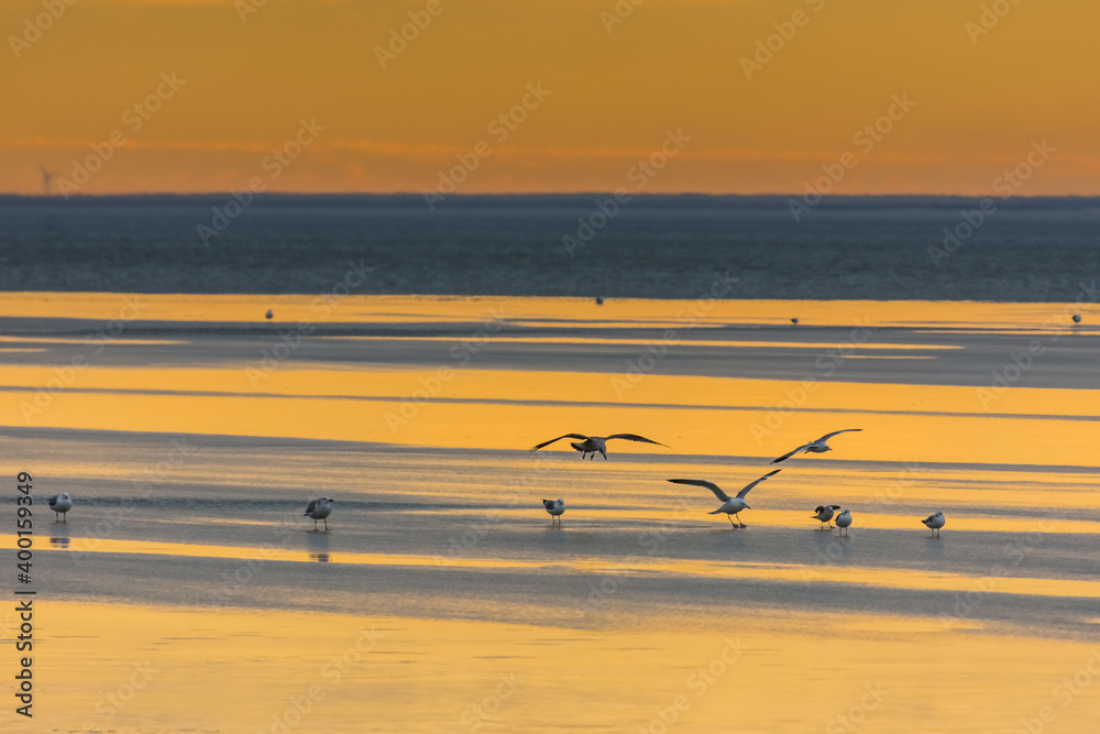 flying birds on a frozen lake during sunset