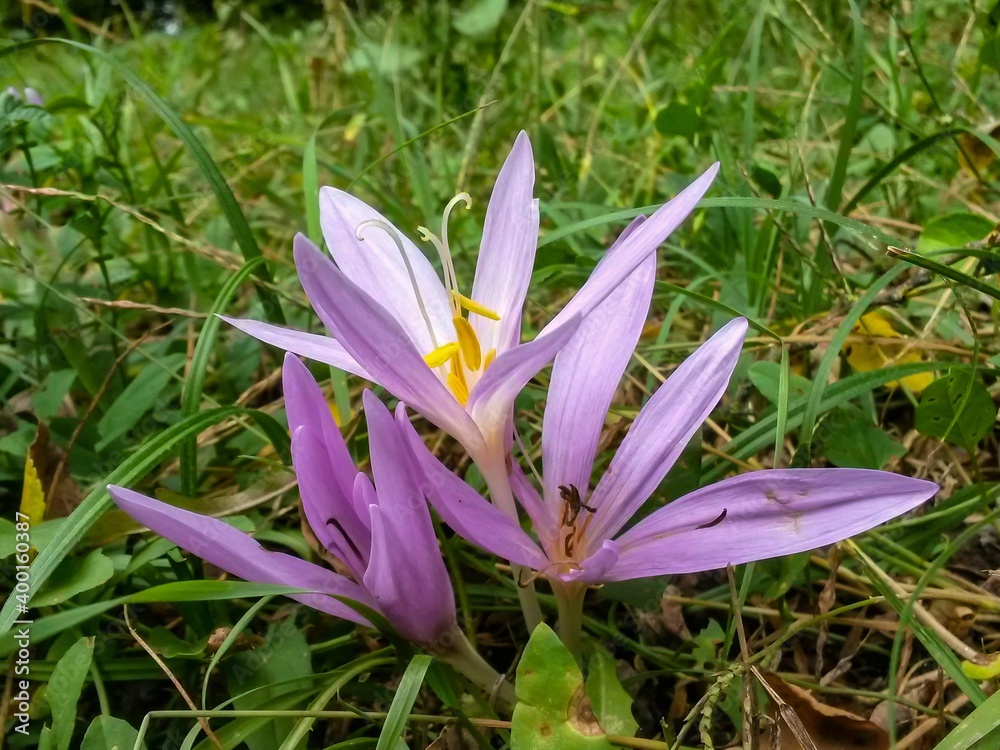 the crocus bloomed in the meadow. Colchicum autumnale purple wild flower in sunlight the crocus bloomed in the meadow. Colchicum autumnale purple wild flower in sunlight