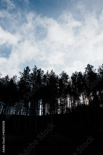 Silhouette of a pine tree forest in the mountains