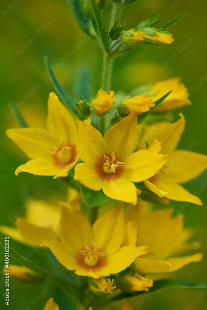 Punktierter Gilbweiderich (Lysimachia punctata)	
