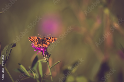 a butterfly with orange wings and black dots sitting on a purple flower in the sunlight during summer period photo