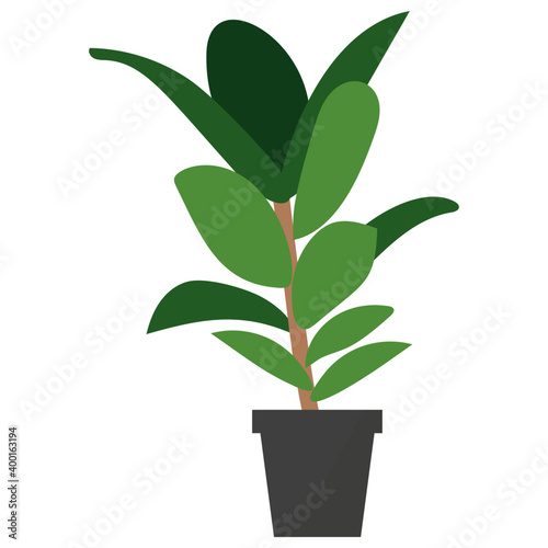 Ficus Potted Plant 