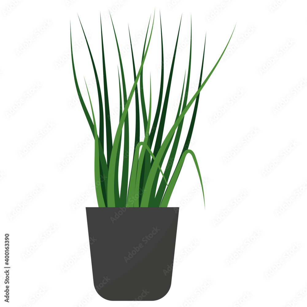 Lemon Grass Plant 