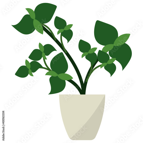 Basil Potted Plant 