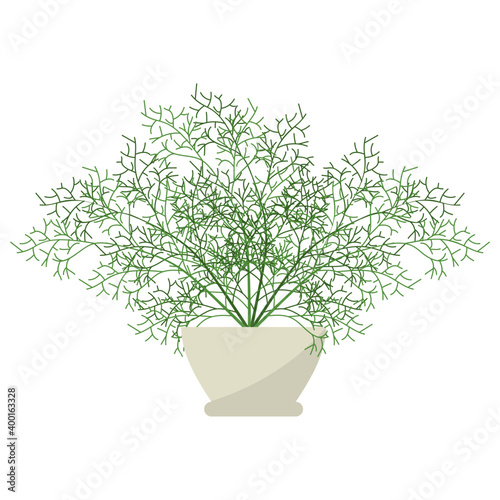 Dill Potted Plant 