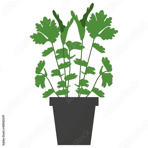 Parsley Potted Plant 