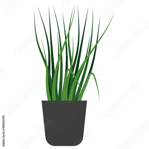 Lemon Grass Plant 