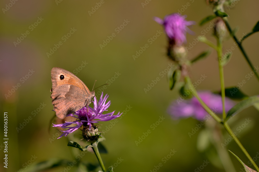 a butterfly with orange wings and black dots sitting on a purple flower in the sunlight during summer period a butterfly with orange wings and black dots sitting on a purple flower in the sunlight during summer period