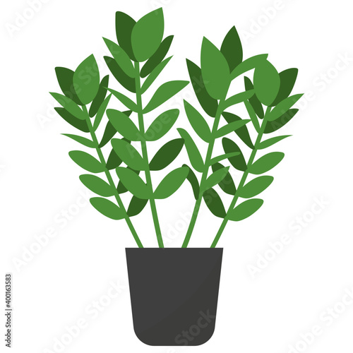 Zanzibar Gem Plant 