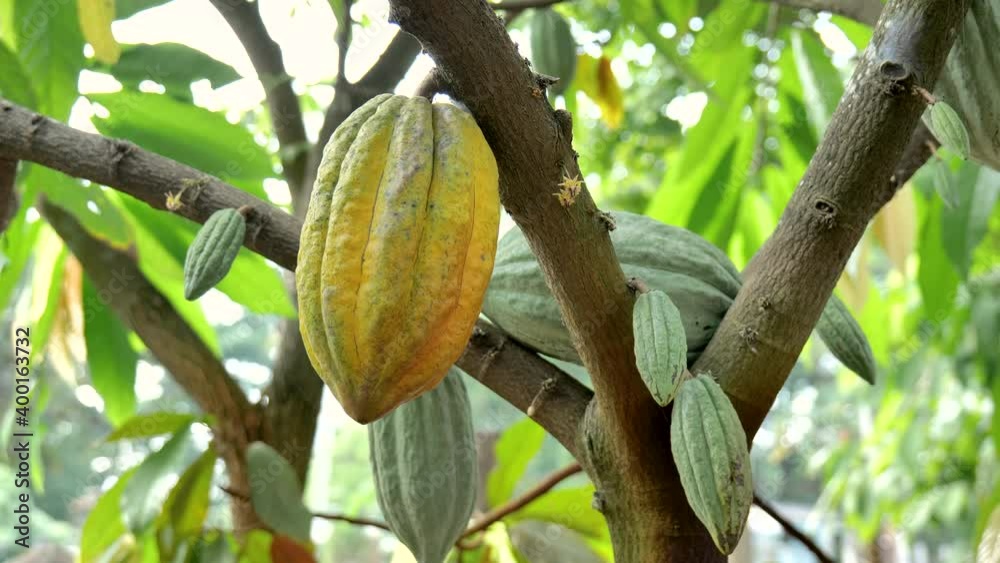 The cocoa tree with fruits. Yellow and green Cocoa pods grow on the tree, cacao plantation in Thailand, Cocoa fruit hanging on the tree in the rainy season, Cacao Tree. Organic fruit pods in nature.