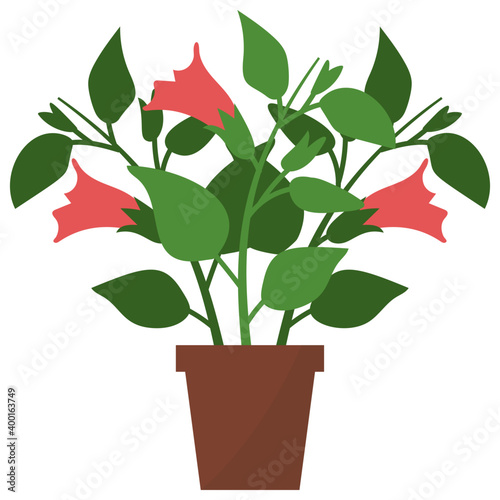 Datura Potted Plant 