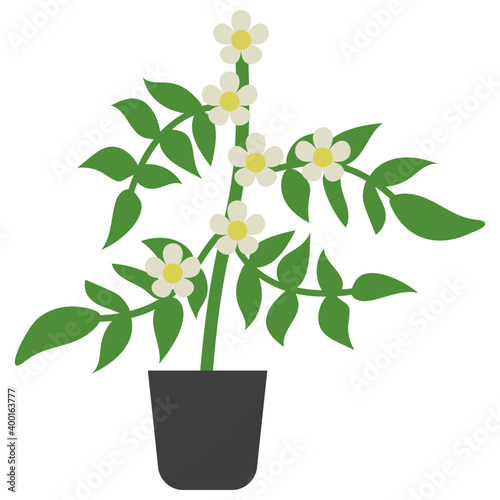 Jasmine Potted Plant 