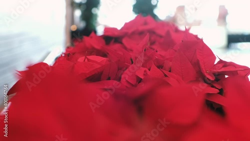 Christmas Poinsettia flowers close up.
Christmas concept.
