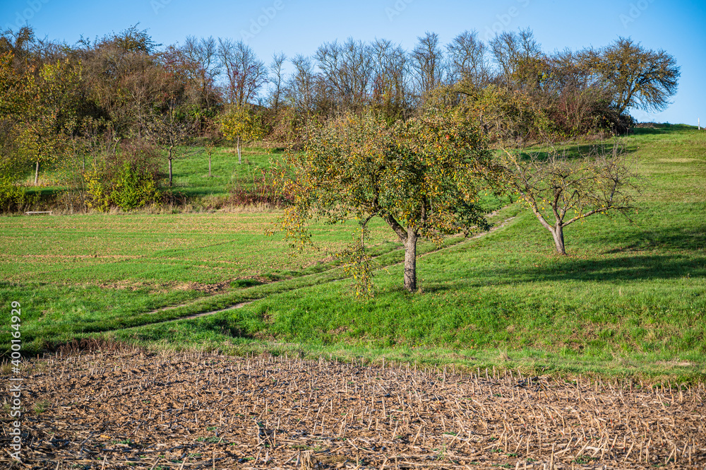 A closeup shot of crop residues and trees in a field