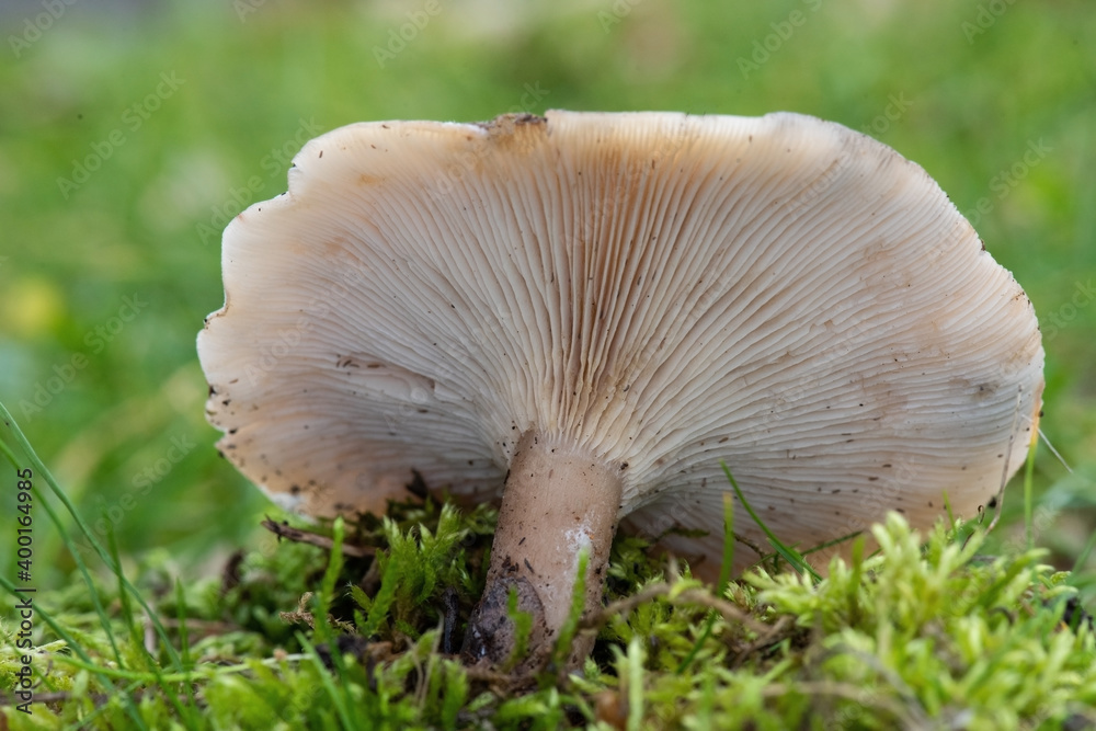 mushroom in the grass mushroom in the grass