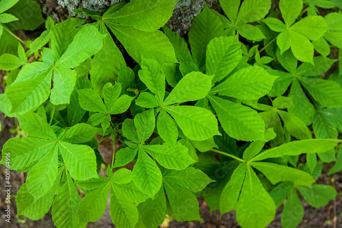 Background of young chestnut leaves © Oleg