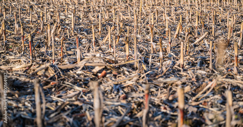 A selective focus shot of crop residues in a field