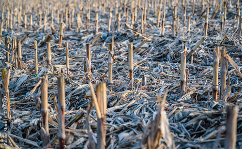 A selective focus shot of crop residues in a field