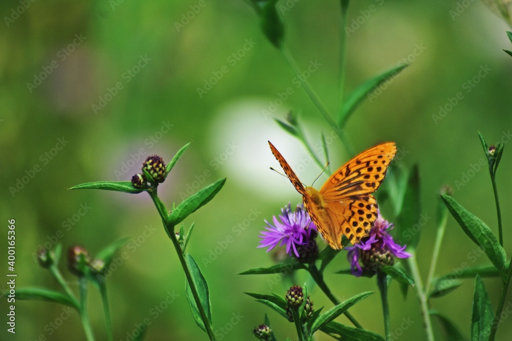 Obraz premium a butterfly with orange wings and black dots sitting on a purple flower in the sunlight during summer period