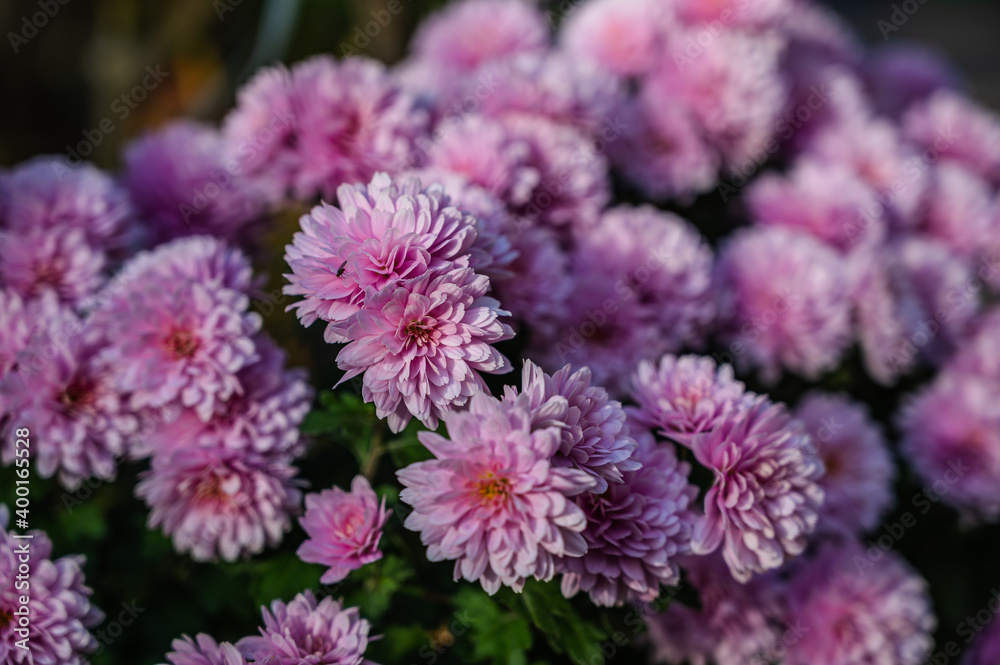 A selective focus shot of purple chrysanthemums A selective focus shot of purple chrysanthemums