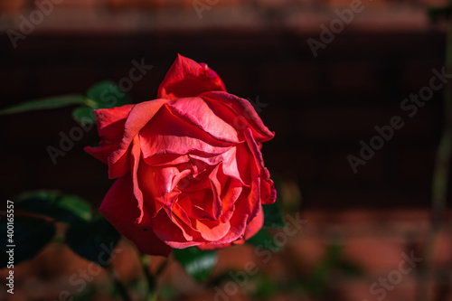 A selective focus shot of a delicate pink rose photo