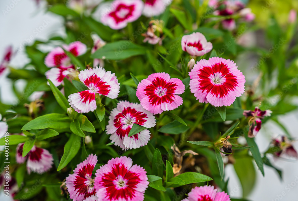 A selective focus shot of colorful carnations A selective focus shot of colorful carnations