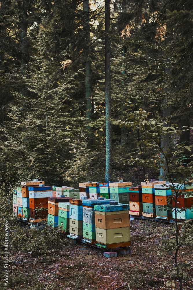 Apiary with hives in a forest natural environment. Hives in a forest in natural environment. Copy space top Apiary with hives in a forest natural environment. Hives in a forest in natural environment. Copy space top