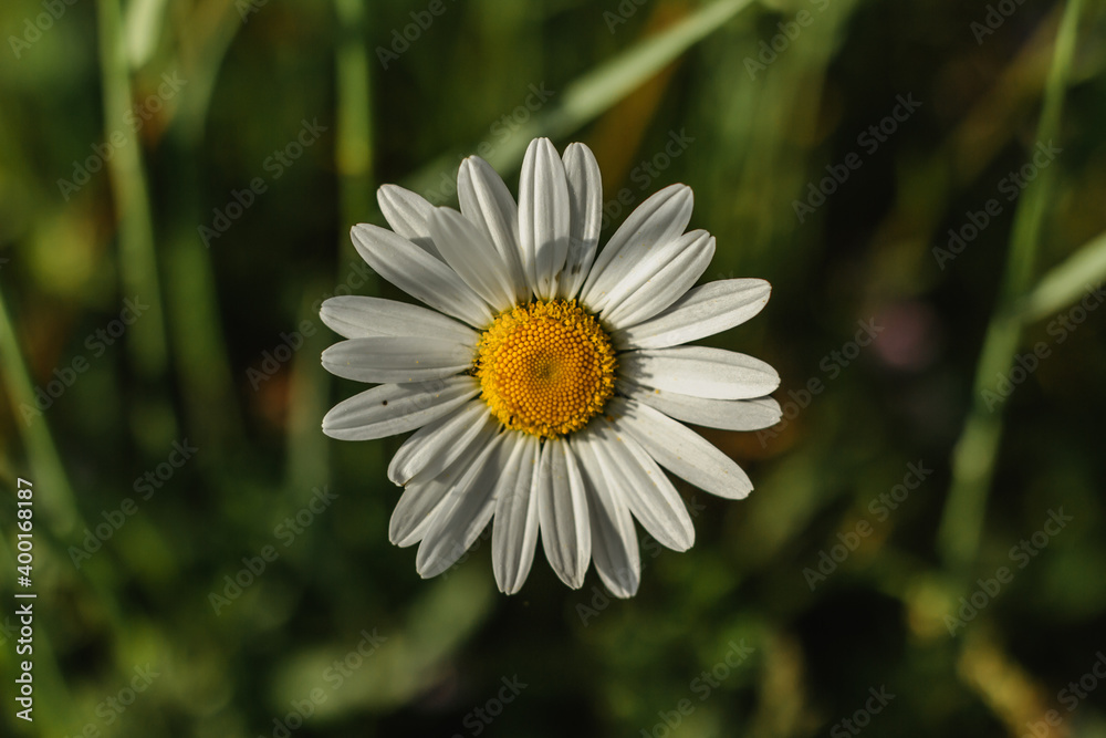 Fototapeta premium Detail of daisy flower on green background. Spring flower close up.Wonderful fabulous daisies on a meadow in spring. Spring background. Present for Mothers Day.Blooming white daisy.Romantic wallpaper