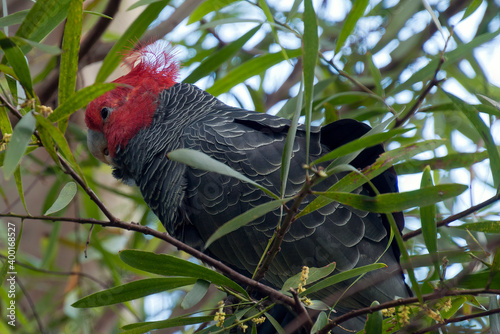 Sydney Australia, male callocephalon fimbriatum or gang-gang cockatoo in wattle tree photo