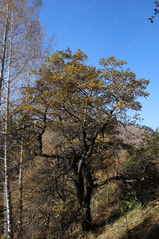 tree, nature, forest, sky, autumn, trees, spring, landscape, blue, park, green, season, fall, leaves, yellow, leaf, wood, outdoors, grass, branch, woods, branches, birch, view, clouds tree, nature, forest, sky, autumn, trees, spring, landscape, blue, park, green, season, fall, leaves, yellow, leaf, wood, outdoors, grass, branch, woods, branches, birch, view, clouds