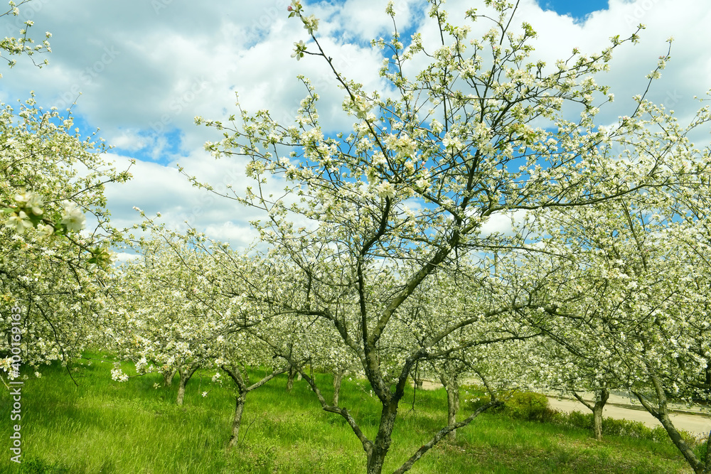 Fruity flowering apple orchard in springtime.