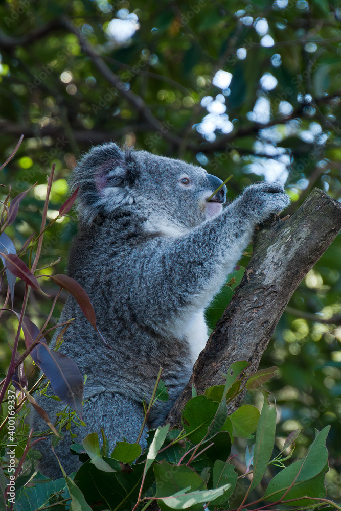 Obraz premium Sydney Australia, Koala sitting in tree eating leaves in late afternoon