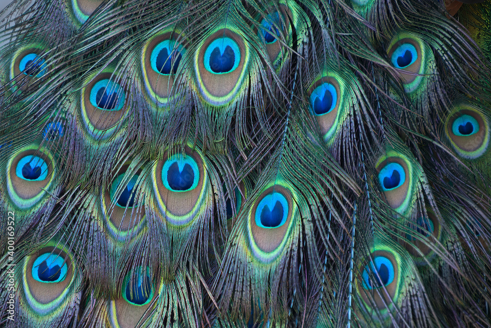Obraz premium Sydney Australia, close-up of peacock tail feathers also called a train