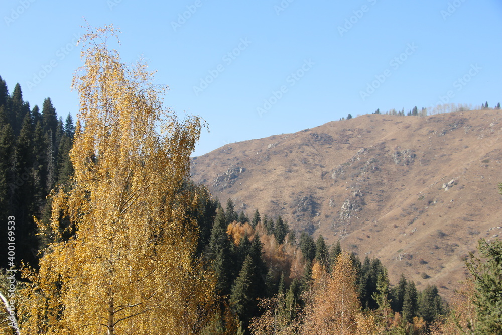 autumn, landscape, nature, mountain, mountains, sky, forest, trees, fall, tree, color, blue, snow, yellow, green, clouds, outdoors, grass, foliage, aspen, valley, view, aspens, scenic, beauty