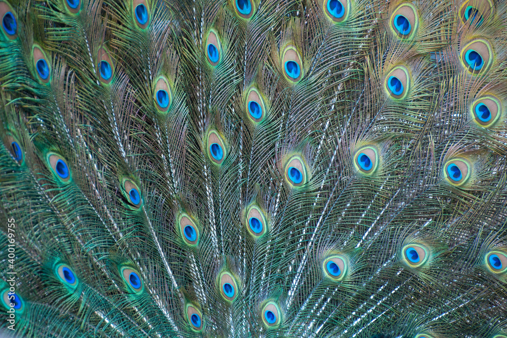 Fototapeta premium Sydney Australia, close-up feathers when peacock is displaying