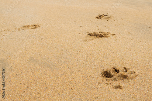 Dog foot prints on a yellow warm sand. Abstract nature background