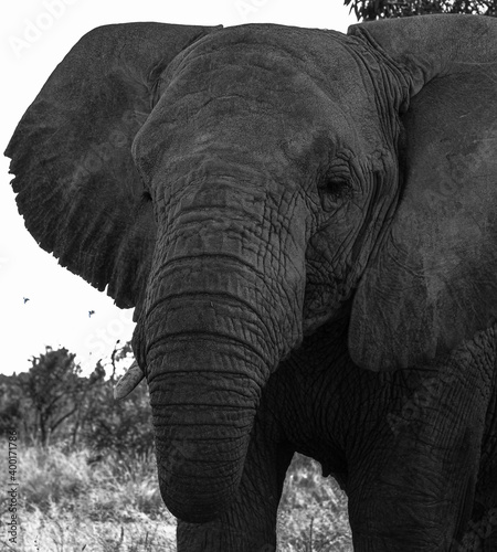 Beautiful elephant close up in black and white