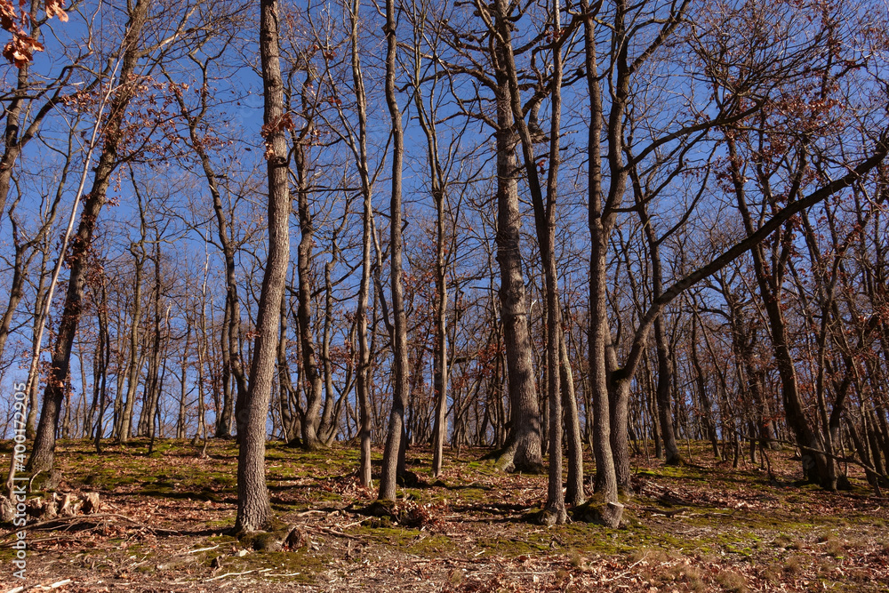 gnarled trees in a forest and blue sky while mountain biking