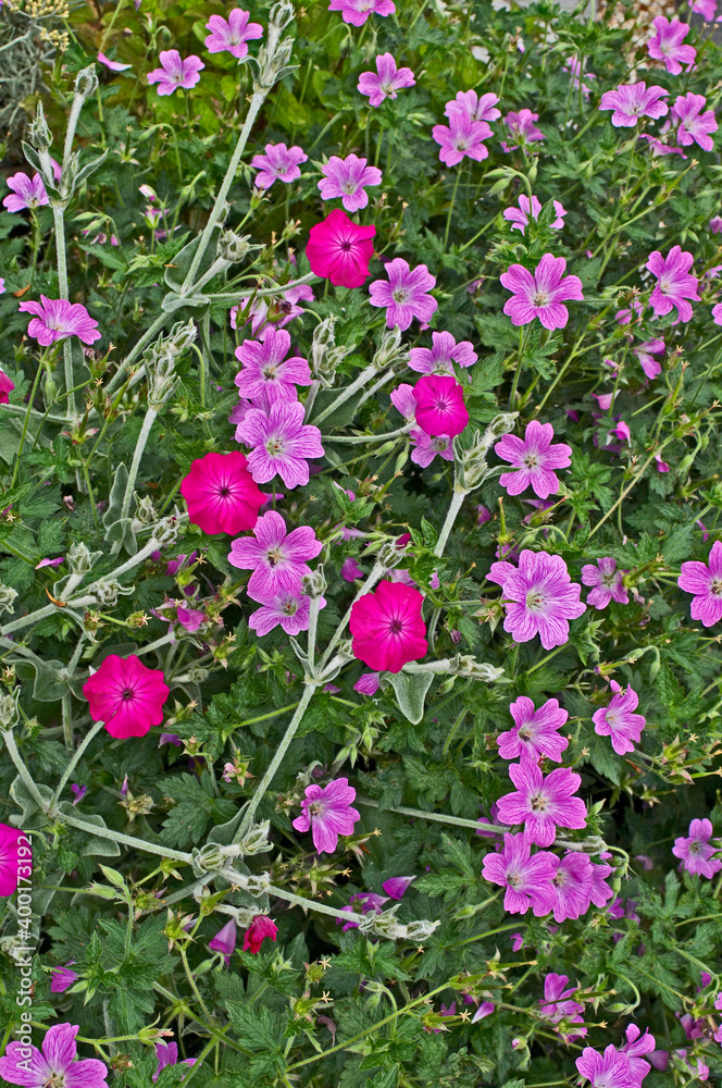 Fototapeta premium Close up of a flower border with colourful flowering Geranium x magnificum