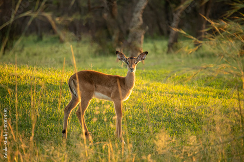 Impala standing on the grass