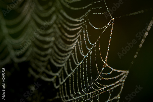 drops of water on the spider web. blurred green background. geometry in nature