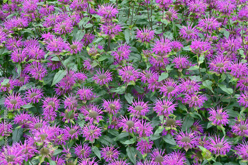 A close up of flowering garden border with Monarda didyma photo