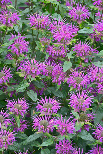 Fototapeta Naklejka Na Ścianę i Meble -  A close up of flowering garden border with Monarda didyma